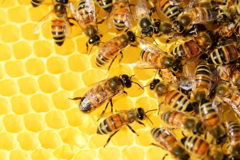 Faire du miel cru : un choix clair bees 326337 1280