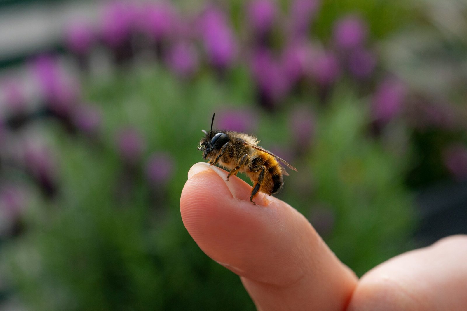 abeilles