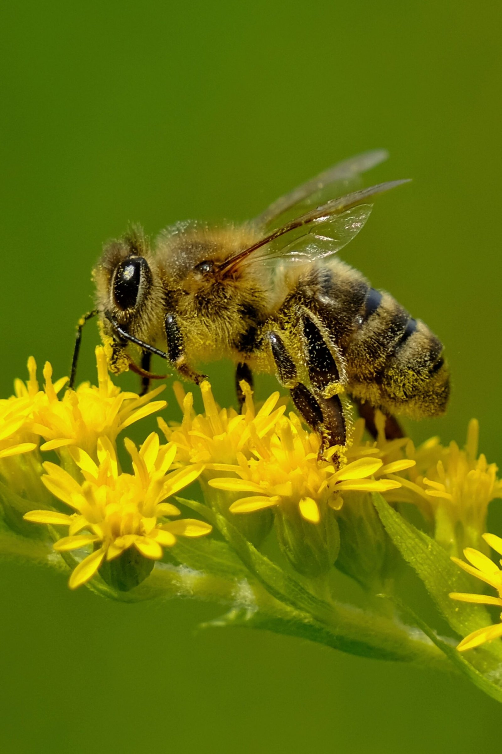 abeilles